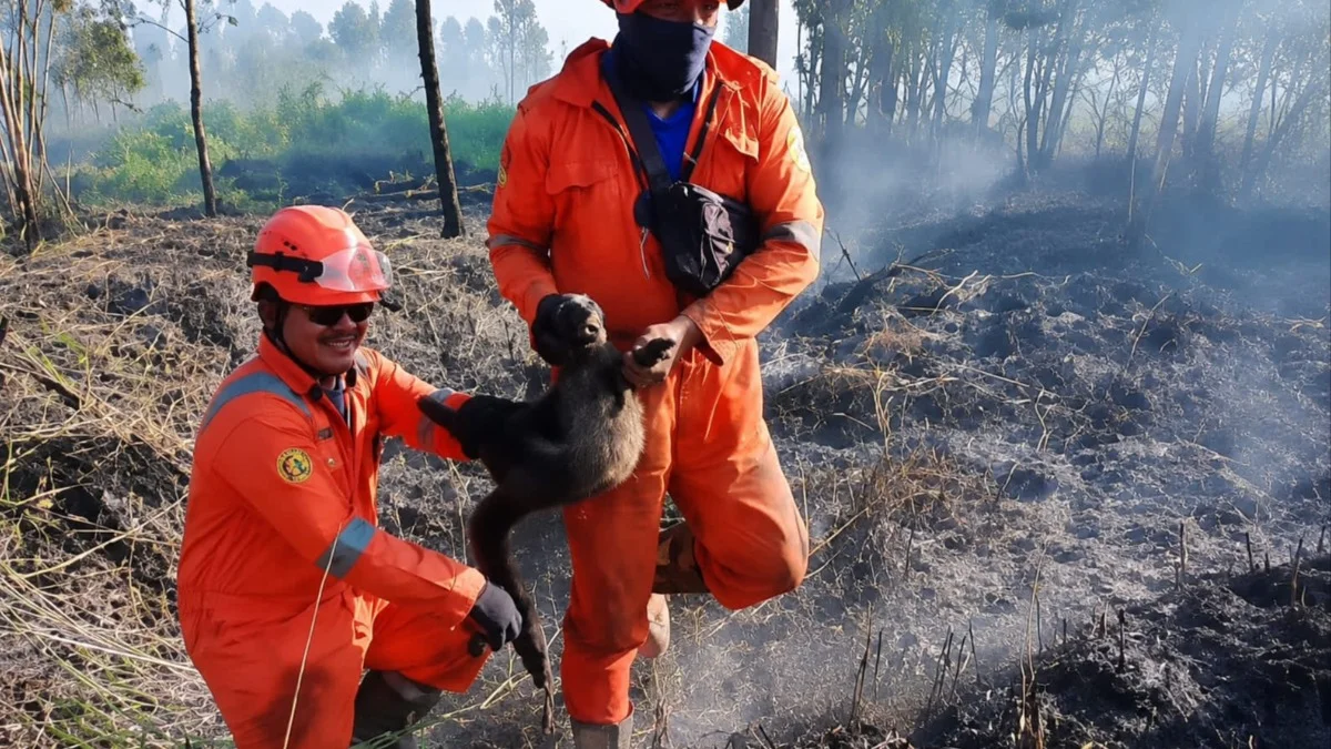 Musang Terjebak Karhutla di Banjarbaru Berhasil Diselamatkan, BPBD Ingatkan Ancaman bagi Satwa Liar
