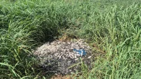 Sawah Mengering Akibat Kemarau Panjang, Banyak Ikan Air Tawar di Handil Negara Tanah Laut Mati