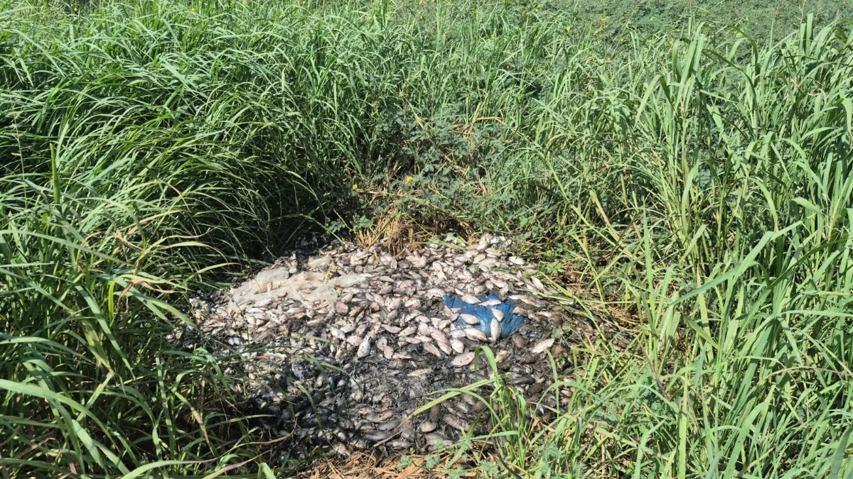Sawah Mengering Akibat Kemarau Panjang, Banyak Ikan Air Tawar di Handil Negara Tanah Laut Mati