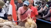 Ribuan Bangkai Ayam Dibuang Peternak ke Kantor PLN Palangka Raya Kalteng, Protes Pemadaman