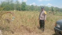 Polres Tabalong Dampingi Petani Jagung Hibrida, Kekeringan Hambat Pertumbuhan Tanaman di Haruai dan Pugaan