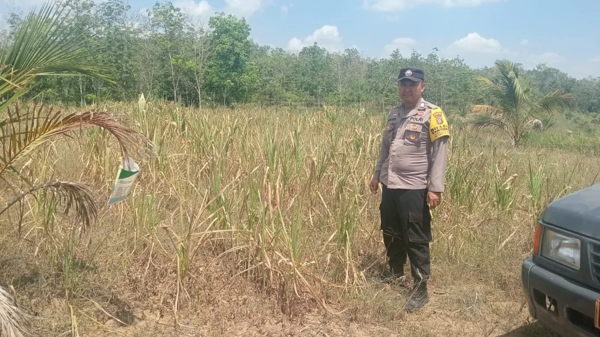Polres Tabalong Dampingi Petani Jagung Hibrida, Kekeringan Hambat Pertumbuhan Tanaman di Haruai dan Pugaan