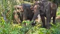 Kaltim Kedatangan Dua Gajah dari Yogyakarta, Deo dan Sinta Tempuh Perjalanan 1.671 Kilometer