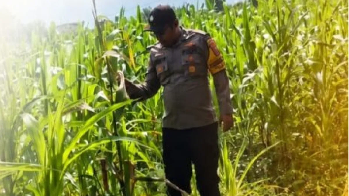 Sinergi Polri dan Petani Mendukung Ketahanan Pangan Nasional, Polsek Satui Dorong Produktivitas Jagung