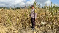 Jajaran Polres Tanah di Kusan Hilir Laksanakan Kegiatan Monitoring dan Evaluasi Lahan Pertanian Jagung