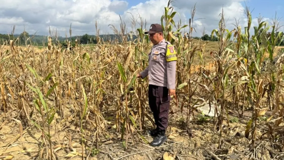 Jajaran Polres Tanah Bumbu di Kusan Hilir Laksanakan Kegiatan Monitoring dan Evaluasi Lahan Pertanian Jagung