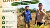 Dari Petani untuk Negeri: Polsek Satui Dukung Jagung sebagai Komoditas Pangan