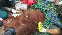 Kelelatu Hujani Kandang Ambon di Berau Kaltim, Orangutan Indonesia Bisa Kabur ke Malaysia