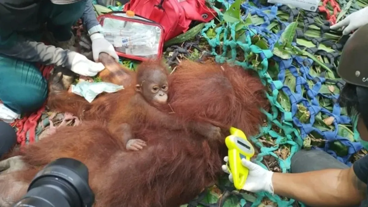 Kelelatu Hujani Kandang Ambon di Berau Kaltim, Orangutan Indonesia Bisa Kabur ke Malaysia