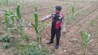 Polsek Muara Uya Pantau Jagung Pakan di Tengah Musim Kemarau