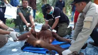 Orangutan dan Beruang Madu Dekati Permukiman di Kotim, Makan Anakan Tanaman Sawit