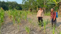Polsek Muara Harus Pantau Jagung Pakan, Kekeringan Ancam Hasil Panen
