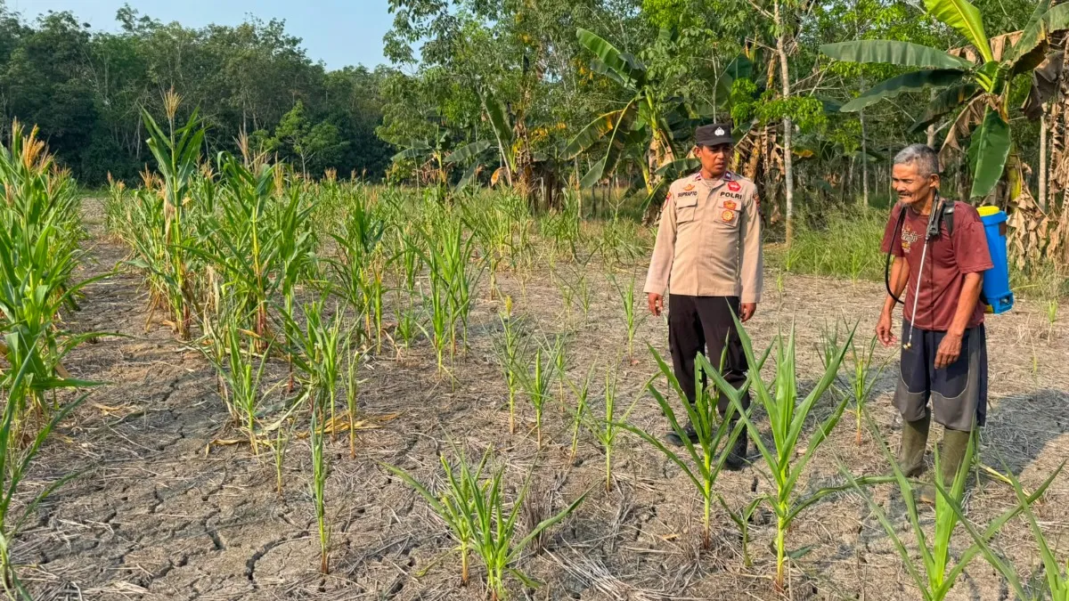 Polsek Muara Harus Pantau Jagung Pakan, Kekeringan Ancam Hasil Panen