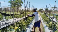 Kemarau dan Karhutla Ganggu Kebun, Petani Tomat dan Lombok di Banjarbaru Tambah Kedalaman Sumur