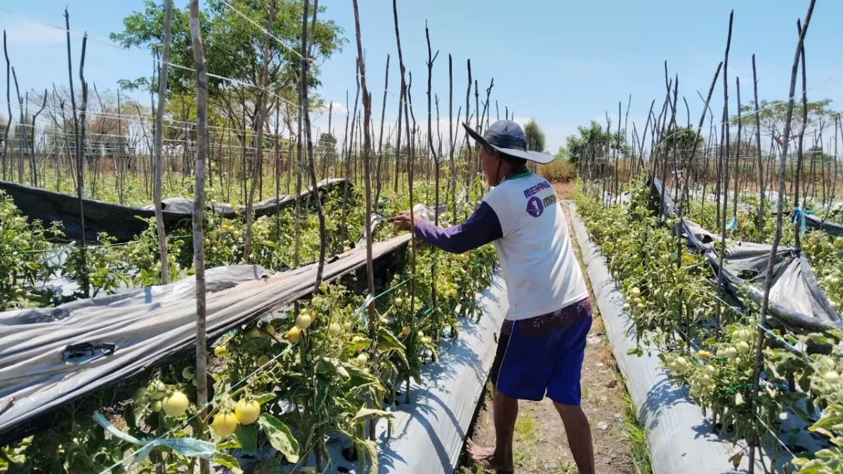 Kemarau dan Karhutla Ganggu Kebun, Petani Tomat dan Lombok di Banjarbaru Tambah Kedalaman Sumur