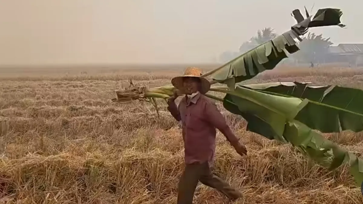 Karhutla di Gambut, Petani Padamkan Api dengan Pohon Pisang