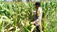 Polsek Jaro Tabalong Pantau Kebun Jagung Warga Desa Muang, Panen Diperkirakan Oktober