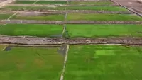 Progres PSN Wanam di Papua Selatan, Sawah-sawah Baru Mulai Menghijau
