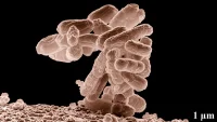 AI Berhasil Ciptakan Virus Biologis untuk Menginfeksi Bakteri E Coli