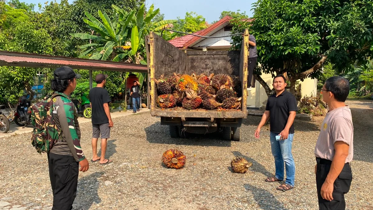 1,2 Ton Sawit Diduga Hasil Curian, Pria di Tabalong Diamankan Polisi