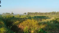 Cetak Sawah Rakyat di Kinarum Tabalong Mangkrak, Puluhan Hektare Lahan Belum Siap Ditanami