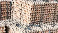 Harga Telur Ayam Ras Naik, Daftar Pantauan Harga Bahan Pokok Disdag Kalsel
