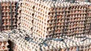 Harga Telur Ayam Ras Naik, Daftar Pantauan Harga Bahan Pokok Disdag Kalsel