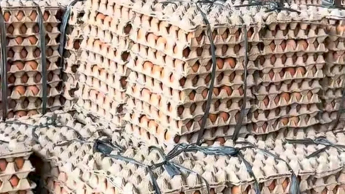 Harga Telur Ayam Ras Naik, Daftar Pantauan Harga Bahan Pokok Disdag Kalsel