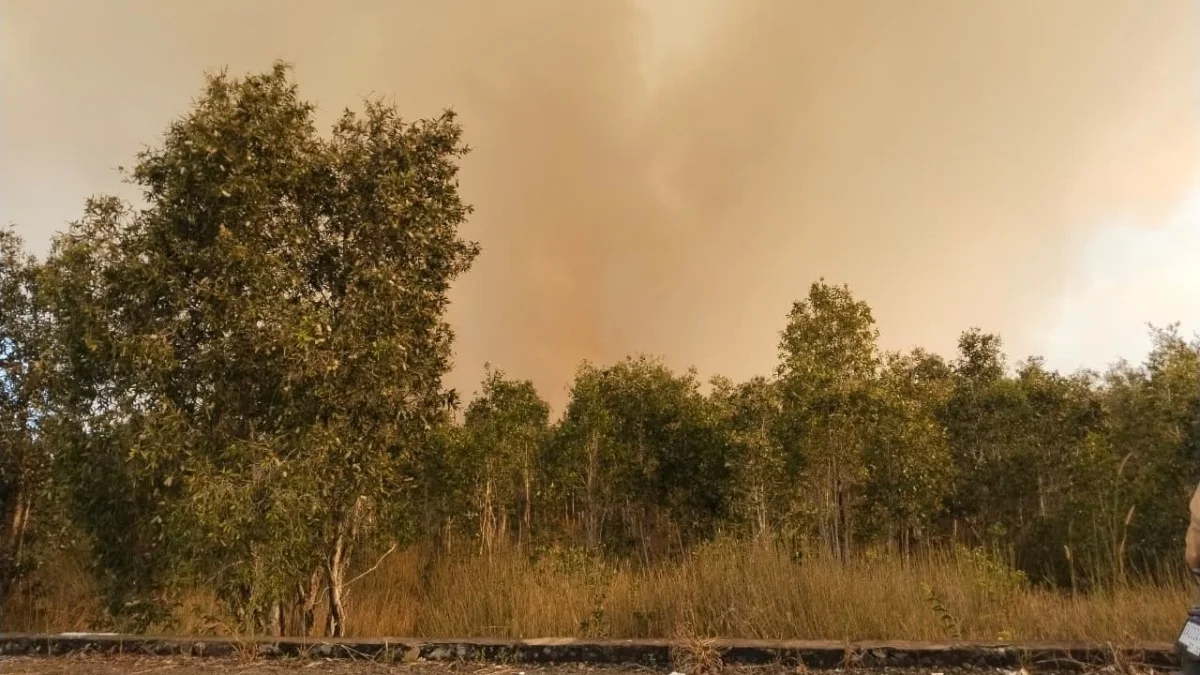 Kebakaran Hutan di Liang Anggang Banjarbaru, Lurah Misran: Diduga Sudah Terbakar Sejak Tadi Malam
