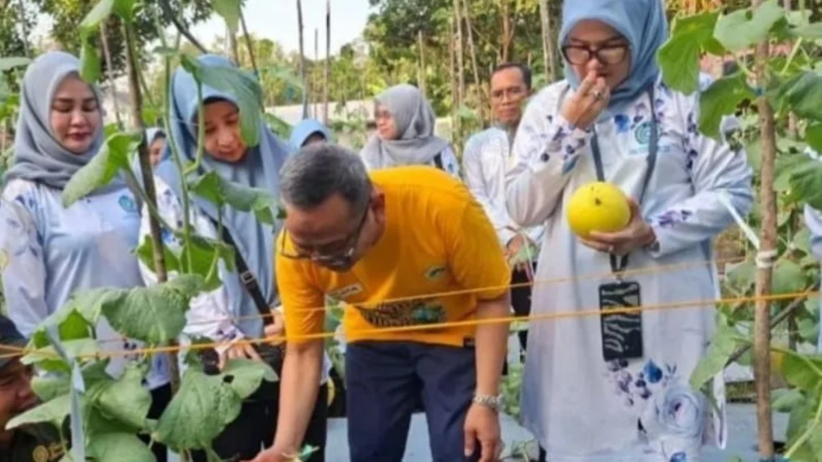 PKK Tabalong Kembangkan Melon Golden di Lahan Kurang Produktif