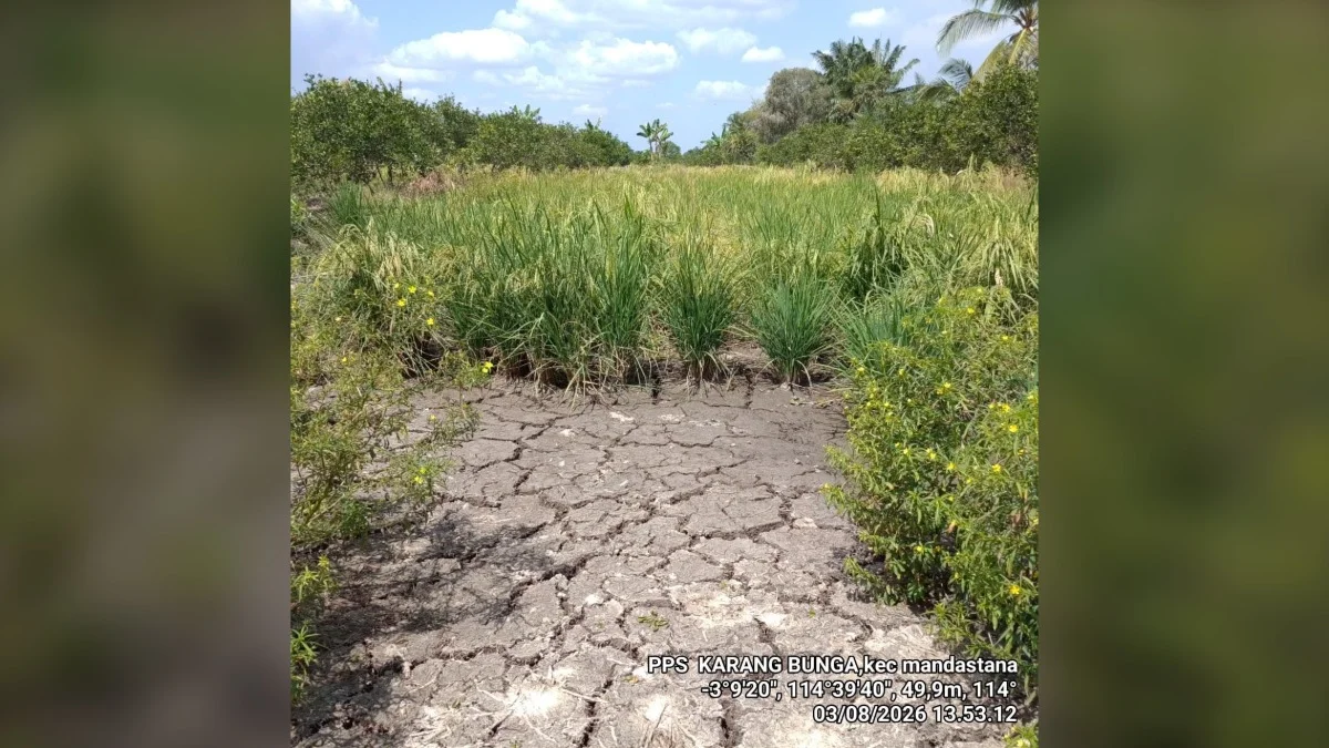 6.691 Hektare Lahan Pertanian di Kalsel Alami Kekeringan, Sebagian Gagal Panen