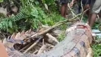 Warga Kubar Kaltim Santap Mentah-mentah Buaya Pengigit Pencari Ikan