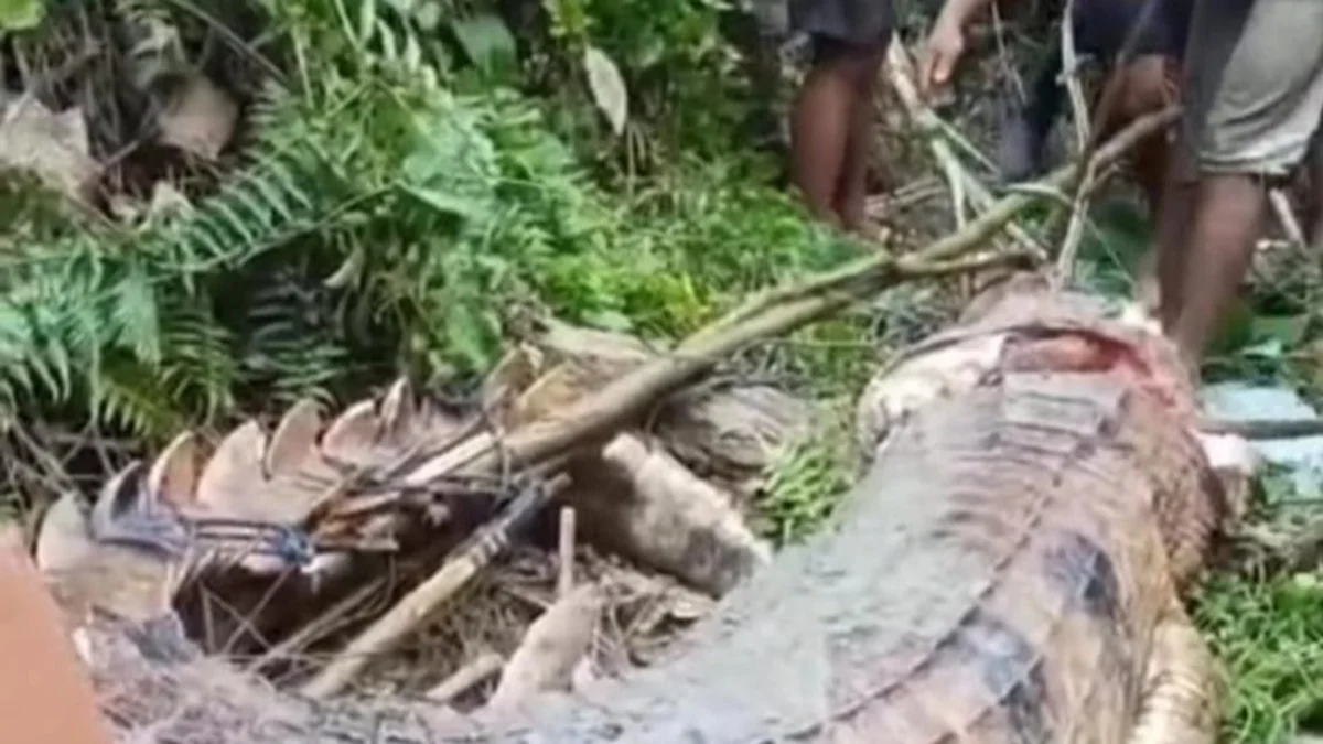 Warga Kubar Kaltim Santap Mentah-mentah Buaya Pengigit Pencari Ikan