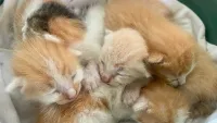 Penyiksaan 4 Anak Kucing di Sekolah Berujung Proses Hukum: "Tubuhnya terbelah-belah"
