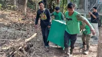 Karhutla Masuki Sekolah Orangutan Samboja Kaltim, Ada yang Minta Gendong Saat Evakuasi