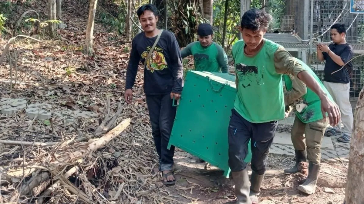 Karhutla Masuki Sekolah Orangutan Samboja Kaltim, Ada yang Minta Gendong Saat Evakuasi