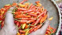 Cabai Rawit Merah di Pasar Tanjung Tabalong Tembus Rp 105.000 per Kilogram