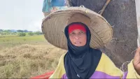 Padi Menguning Lebih Awal, Petani Banjarbaru Harap Pemerintah Bantu Pompa Air