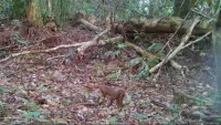 Tiga Tahun Menghilang, Kucing Merah Kalimantan Kembali Terekam di Malinau Kaltara