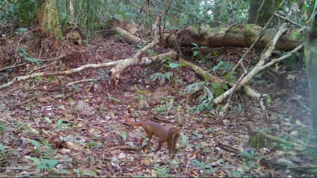 Tiga Tahun Menghilang, Kucing Merah Kalimantan Kembali Terekam di Malinau Kaltara