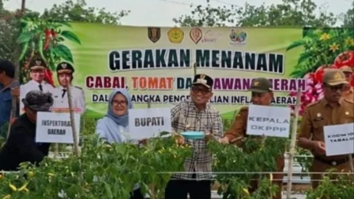 Panen Cabai di Tengah Kemarau, Bupati Tabalong Dorong Petani Jaga Pasokan Pangan