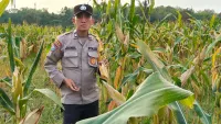 Bhabinkamtibmas Polres Tabalong Dapati Petani Jagung Desa Muang Kesulitan Air