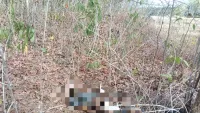 Ditemukan Membusuk di Kebun Karet Benua Tengah Tanah Laut, Identitas Jasad Pria Masih Mr X