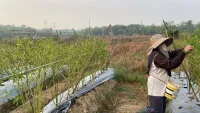 Kekeringan Melanda Tanah Habang HST, Cabai Banyak Gagal Tumbuh