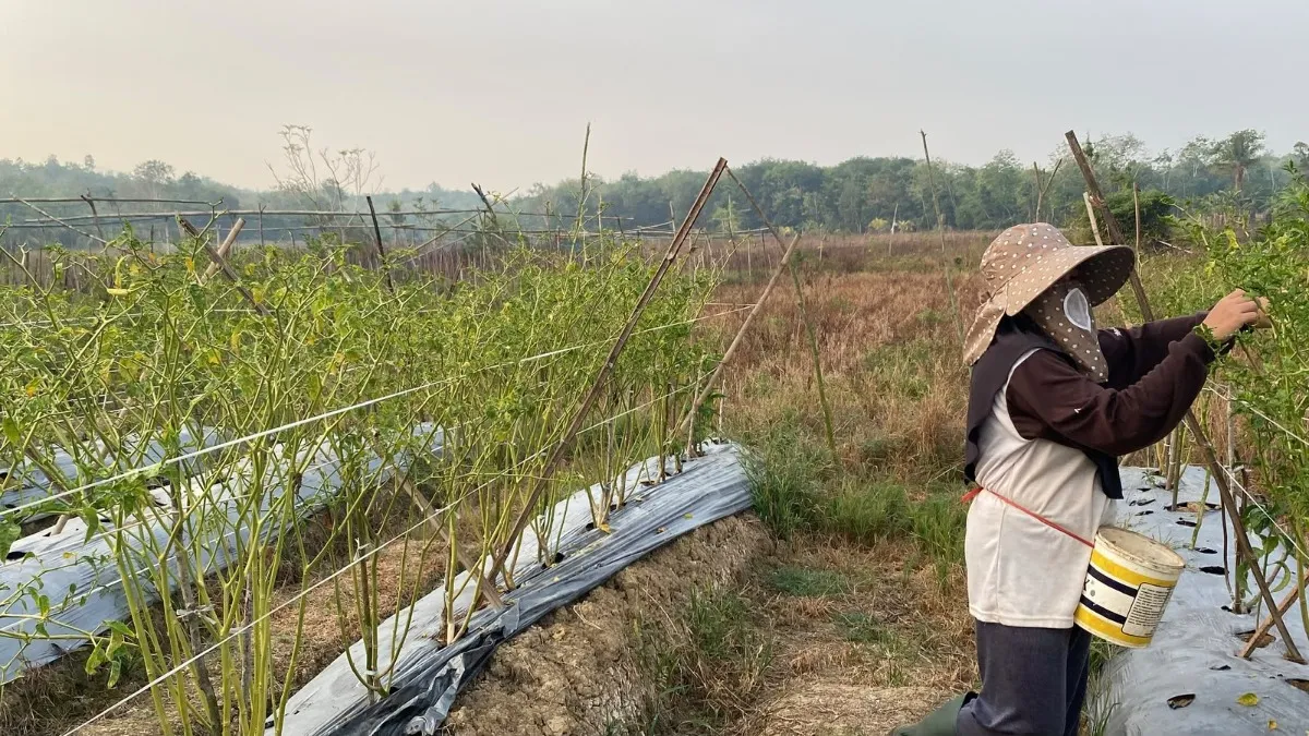 Kekeringan Melanda Tanah Habang HST, Cabai Banyak Gagal Tumbuh