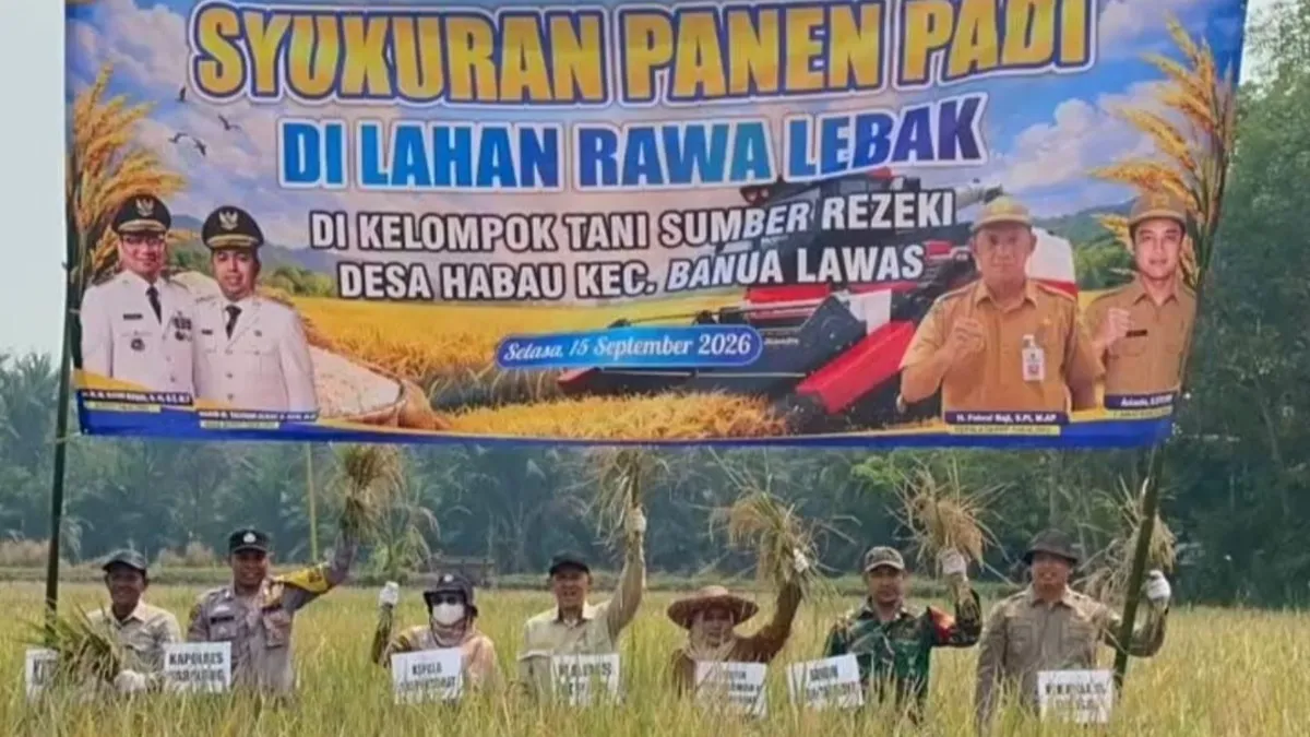 Petani Desa Habau Panen Padi di Tengah Kemarau Panjang, Hasil Capai 7 Ton per Hektare