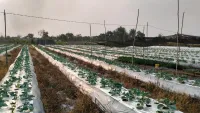 Tanaman Pare dan Cabai  Karno Mati Kekeringan, Petani Banjarbaru Perlu Sumur Bor
