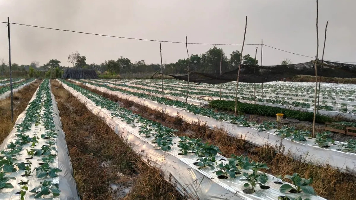 Tanaman Pare dan Cabai  Karno Mati Kekeringan, Petani Banjarbaru Perlu Sumur Bor