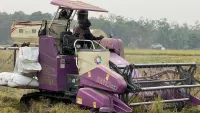 Mesin Combine Pangkas Waktu Panen Padi di Tabalong, 1 Hektare Cukup 1-2 Jam