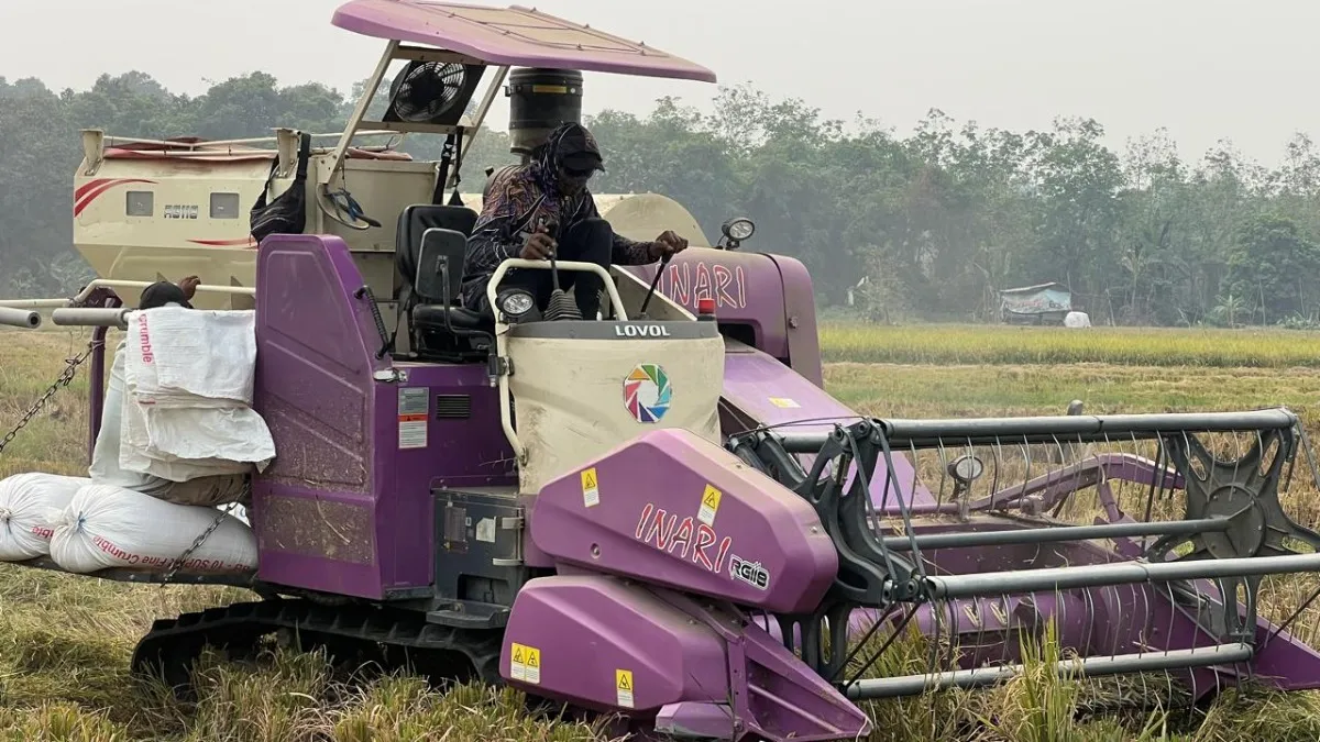 Mesin Combine Pangkas Waktu Panen Padi di Tabalong, 1 Hektare Cukup 1-2 Jam